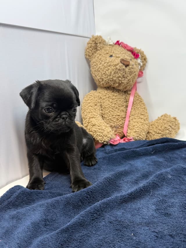 Pug Puppies media 13