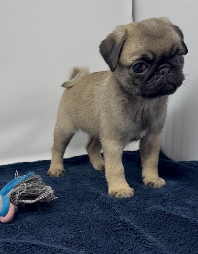 Pug Puppies media 14
