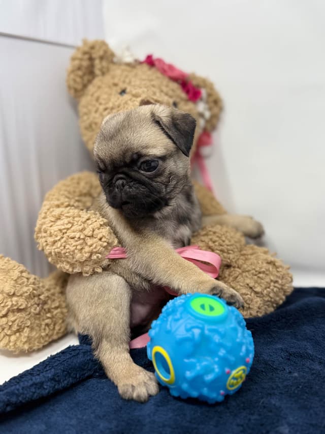 Pug Puppies media 15
