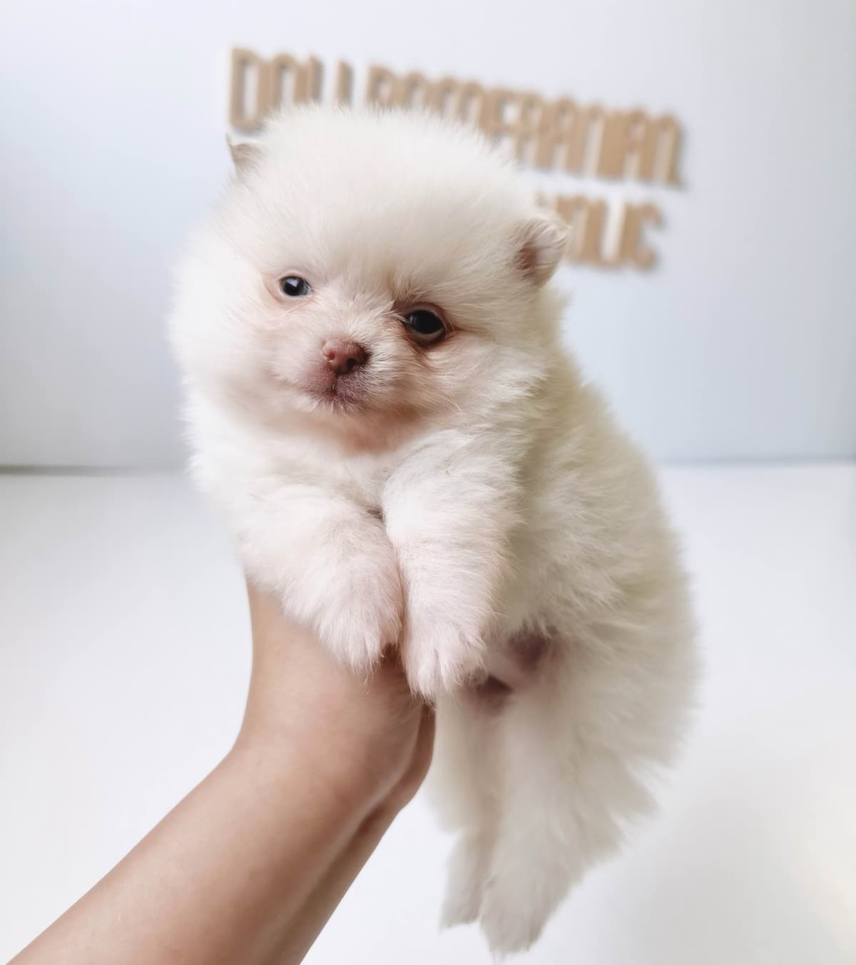 Pomeranian Puppies breeder image 5