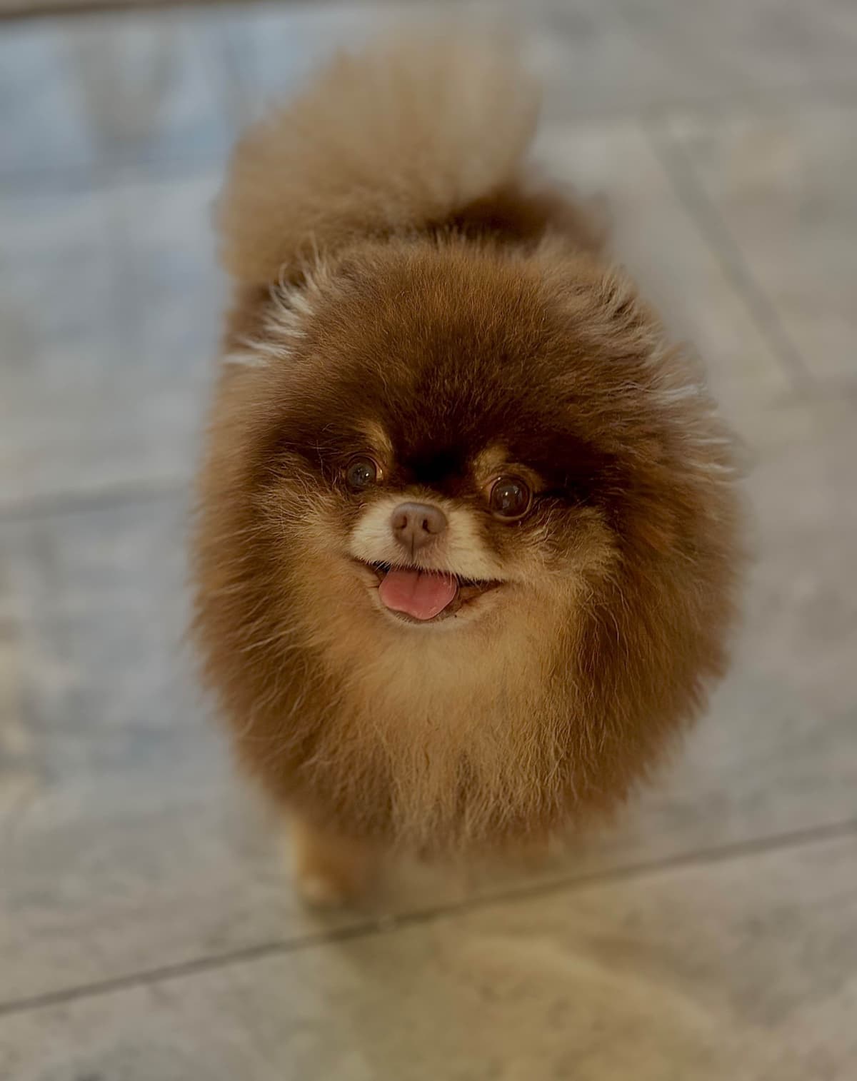 Pomeranian Puppies breeder image 6