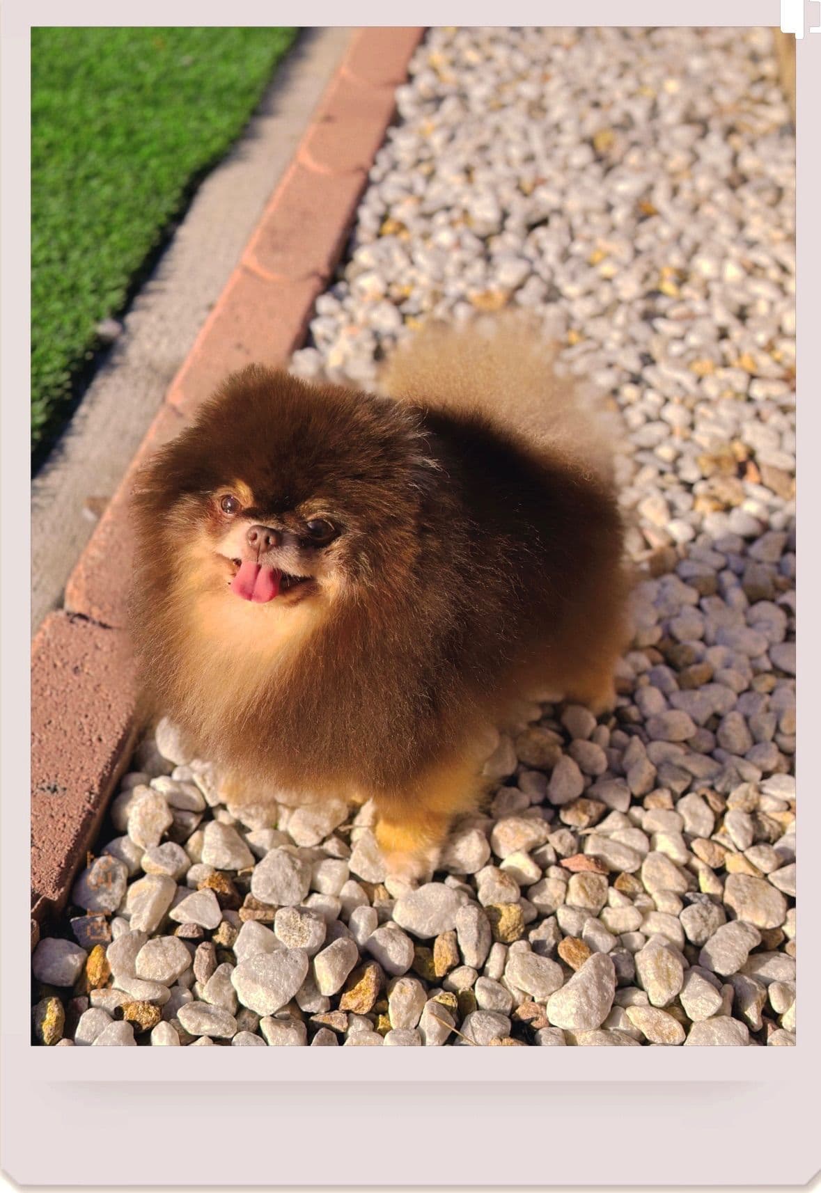 Pomeranian Puppies breeder image 3