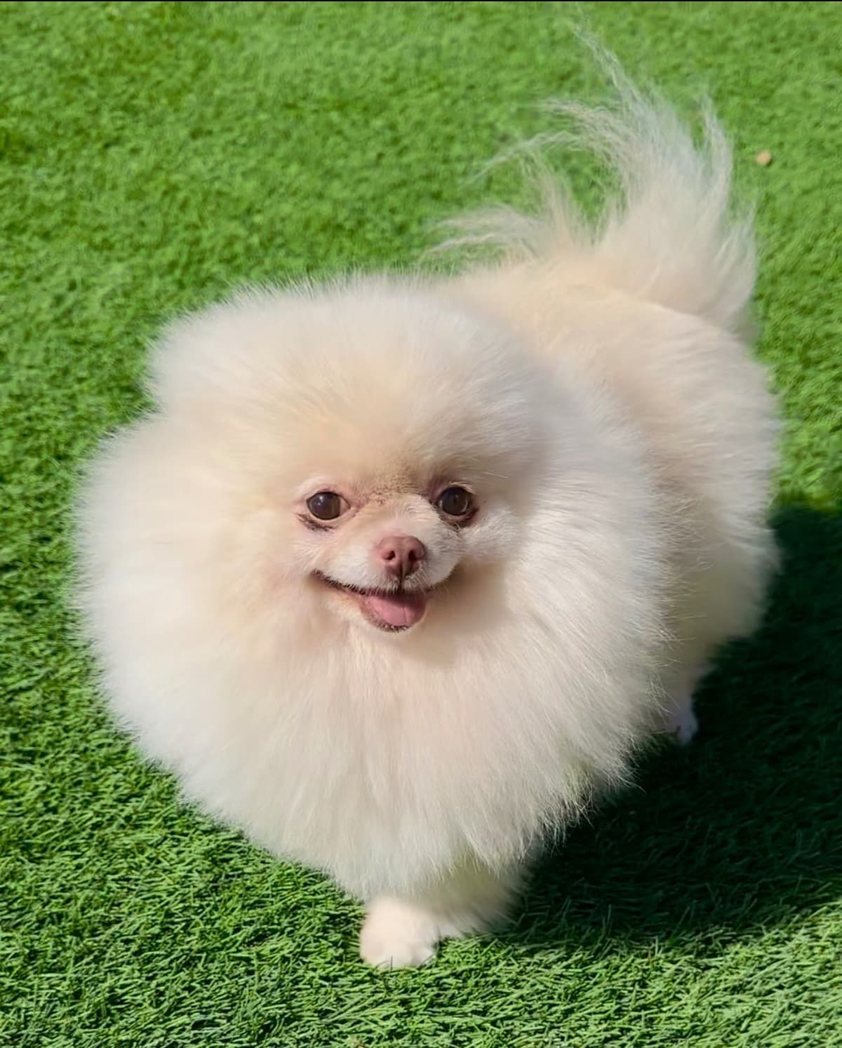 Pomeranian Puppies breeder image 4