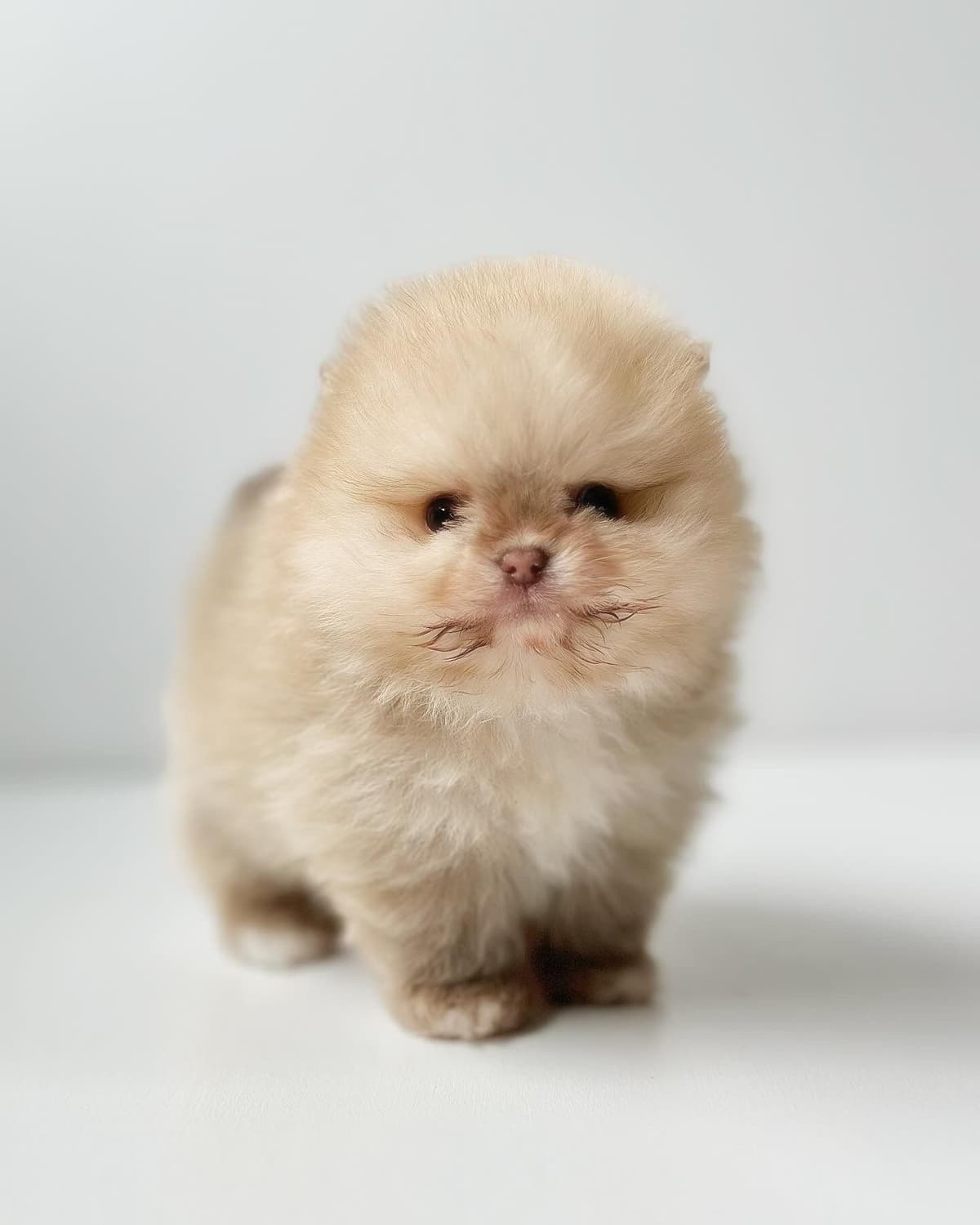 Pomeranian Puppies breeder image 8
