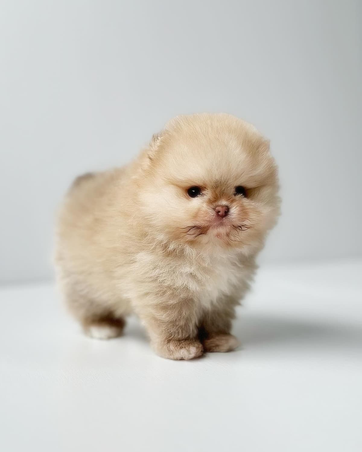Pomeranian Puppies breeder image 9