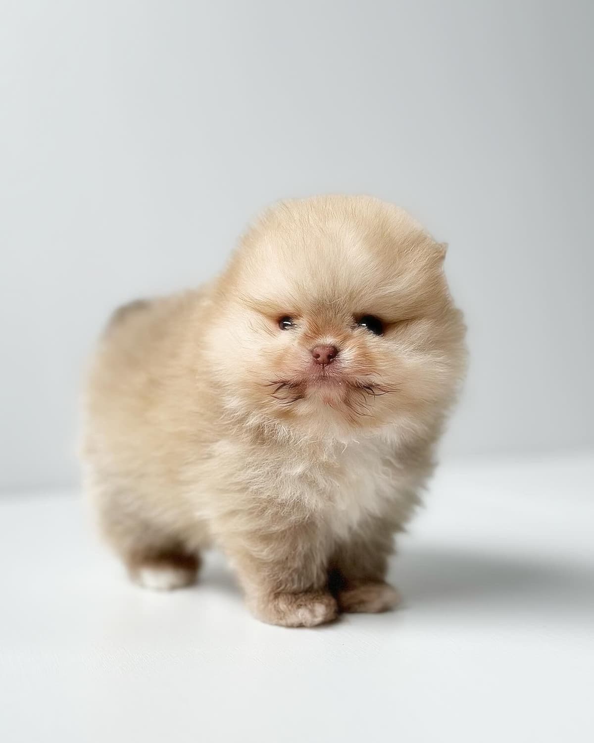 Pomeranian Puppies breeder image 10