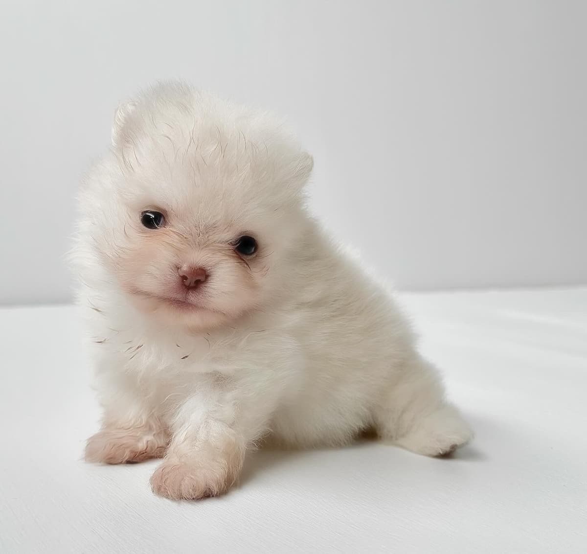 Pomeranian Puppies breeder image 11