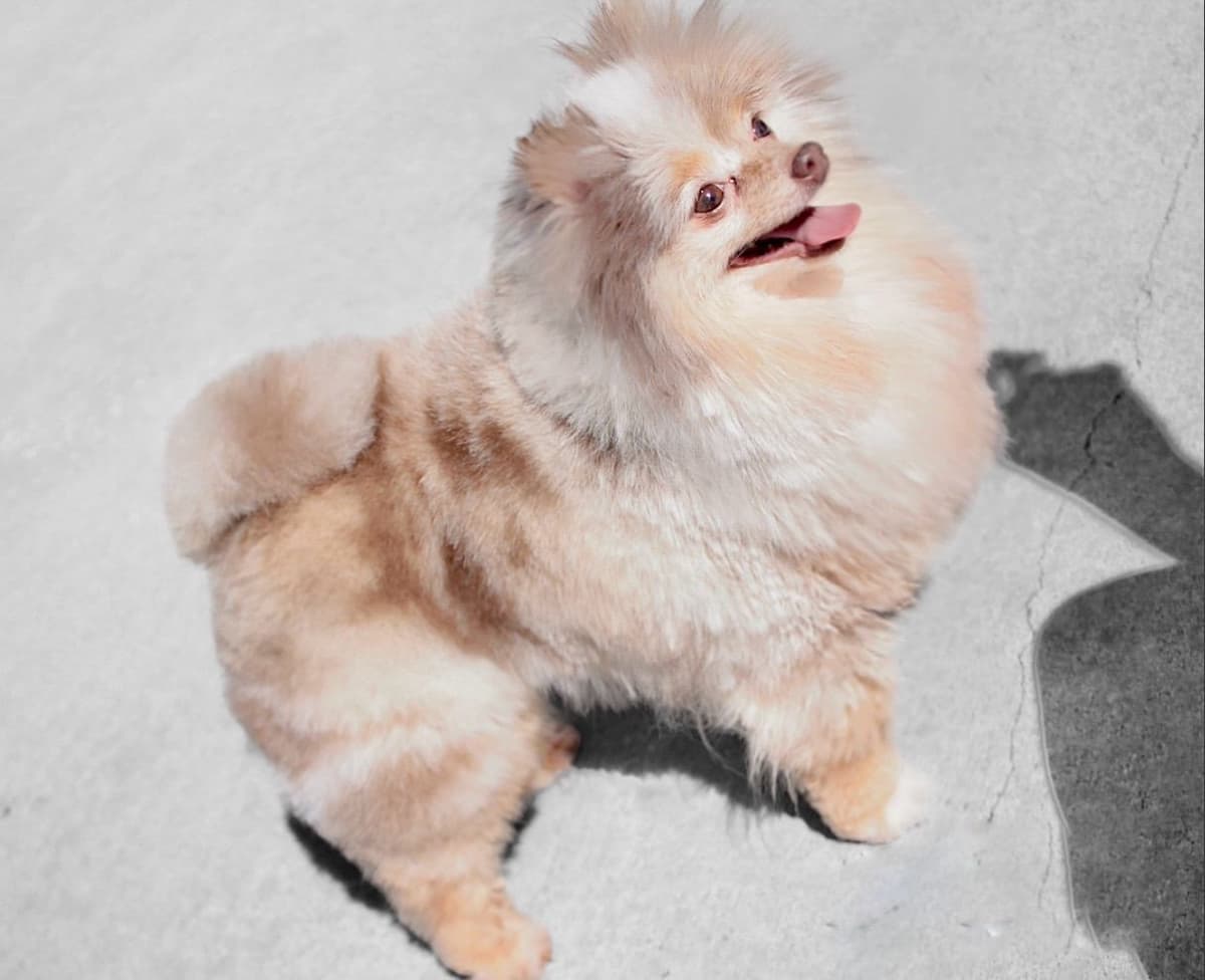 Pomeranian Puppies breeder image 12