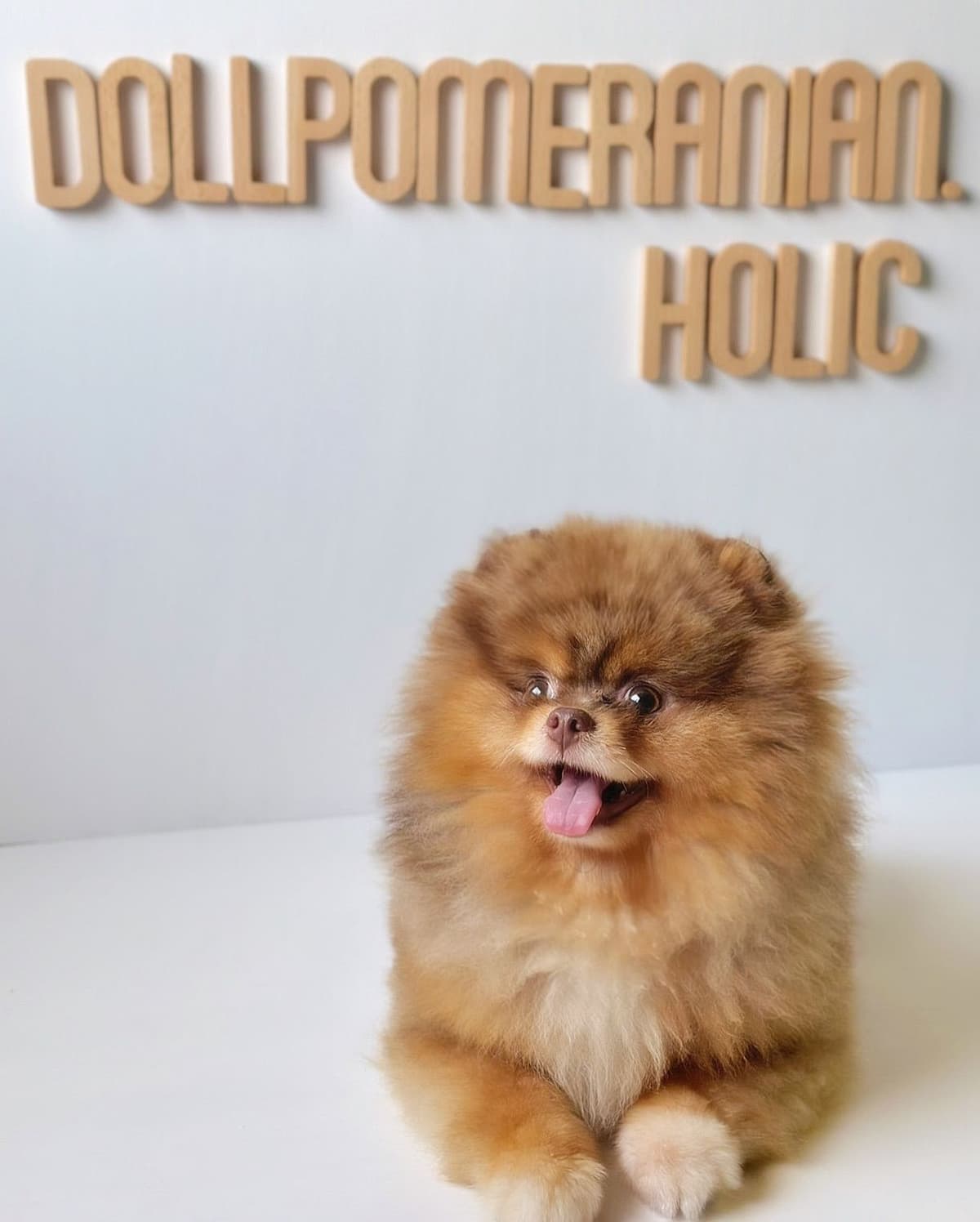 Pomeranian Puppies breeder image 13