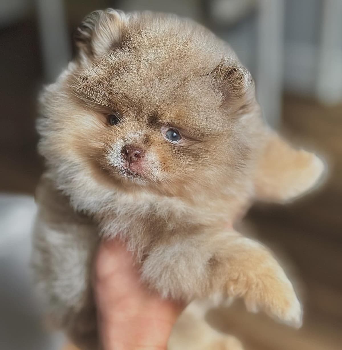 Pomeranian Puppies breeder image 15