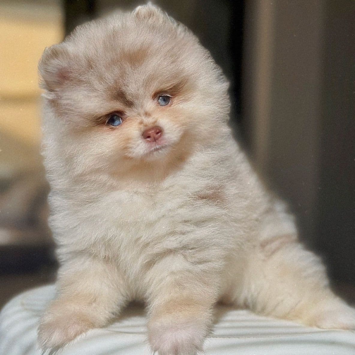 Pomeranian Puppies breeder image 16