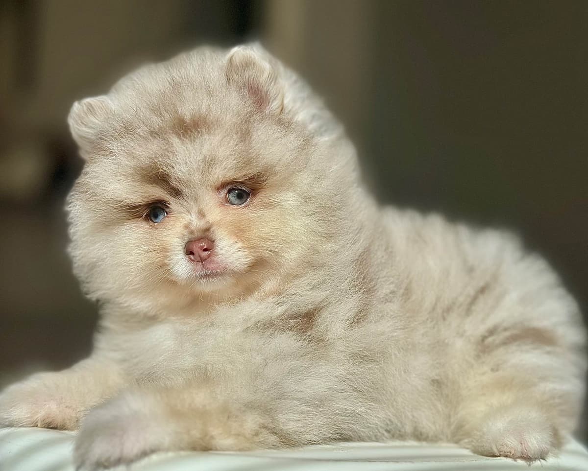 Pomeranian Puppies breeder image 17