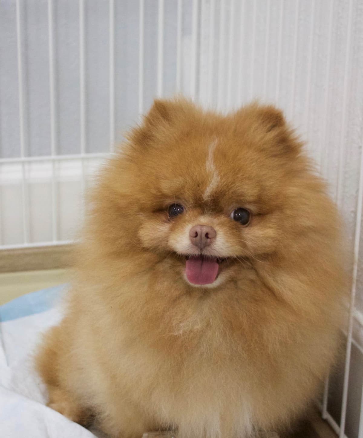 Pomeranian Puppies breeder image 18