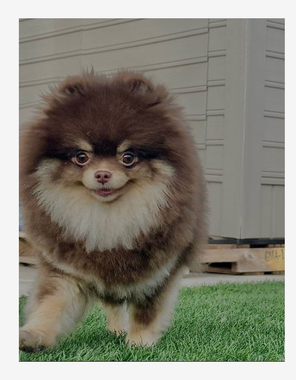 Pomeranian Puppies breeder image 20