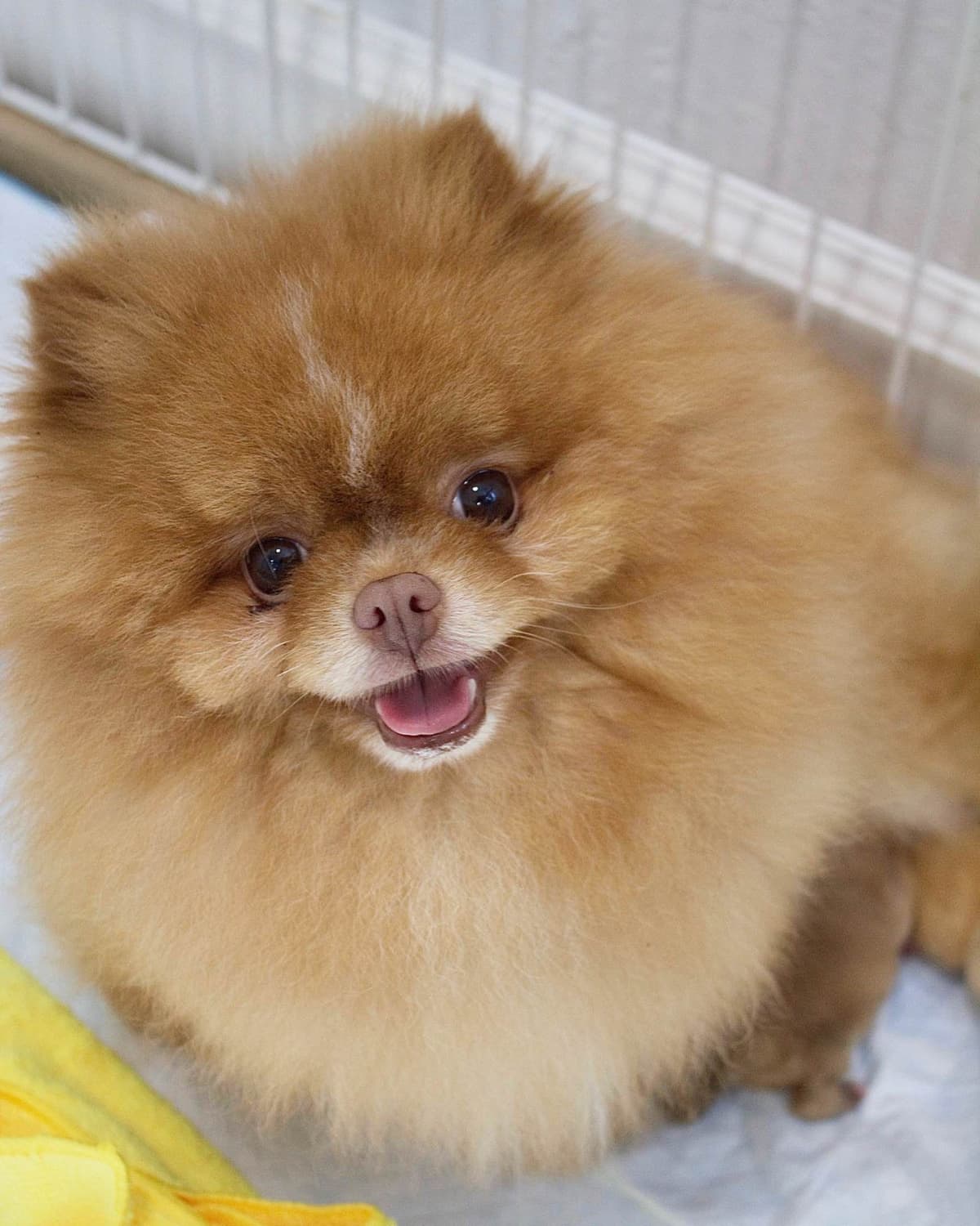Pomeranian Puppies breeder image 21