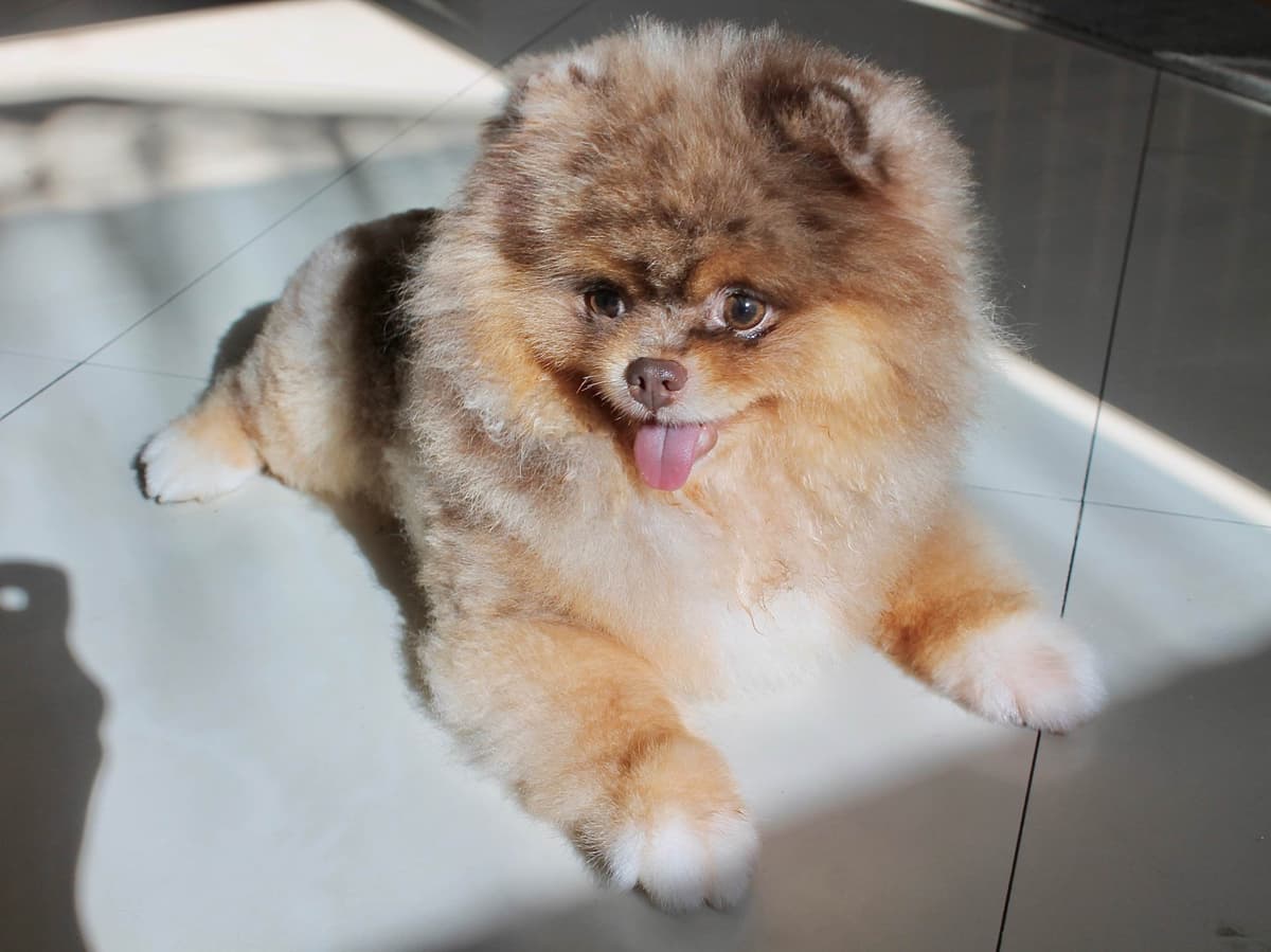 Pomeranian Puppies breeder image 22