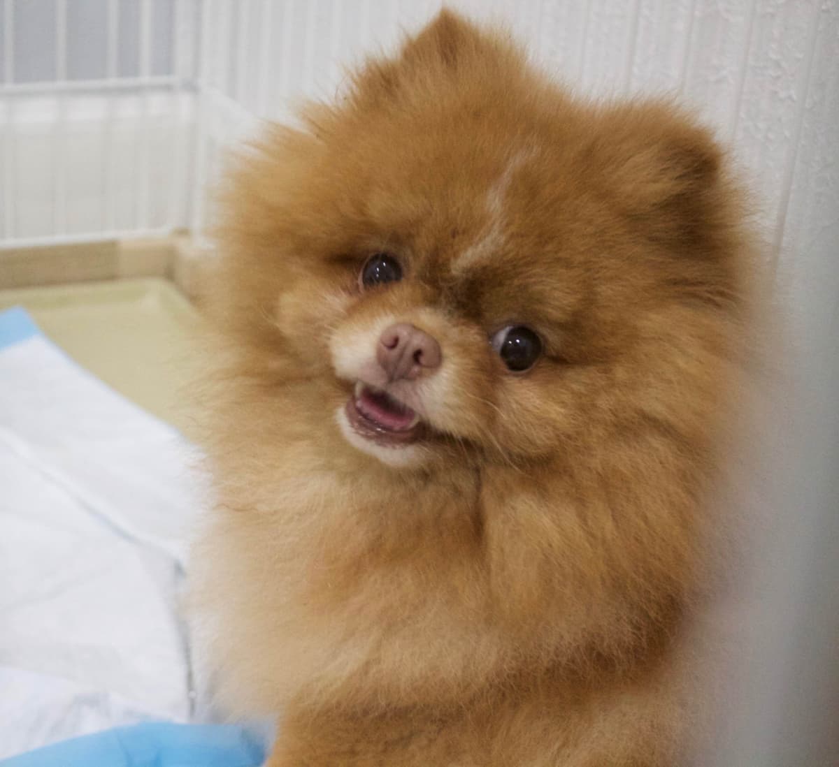 Pomeranian Puppies breeder image 23