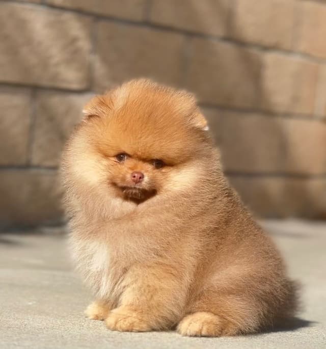 Pomeranian Puppies media 2