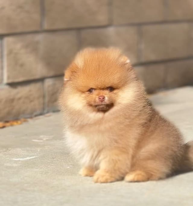 Pomeranian Puppies media 3