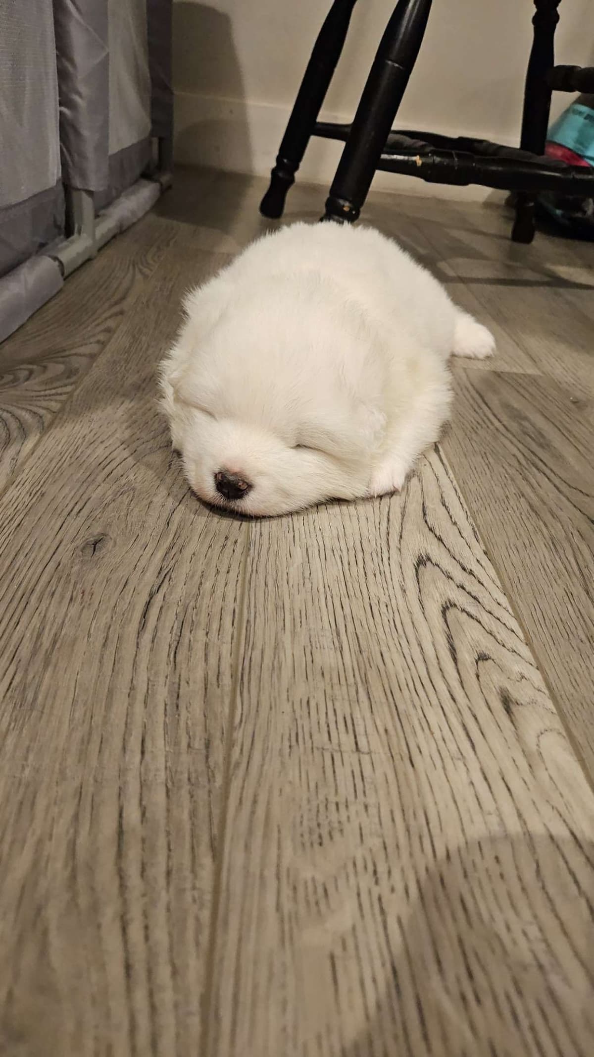 Samoyed Puppies breeder image 3