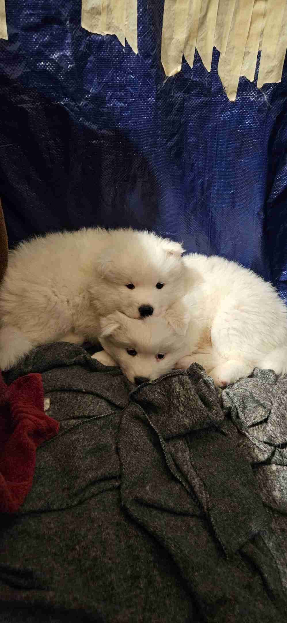 Samoyed Puppies breeder image 4