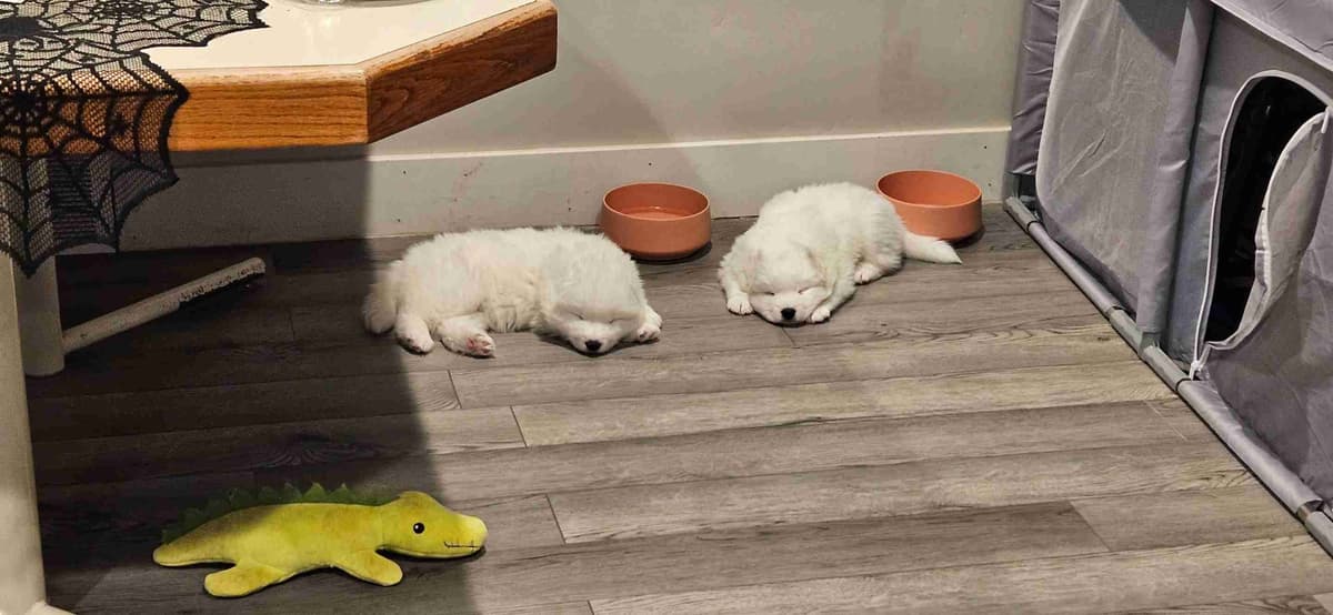 Samoyed Puppies breeder image 5