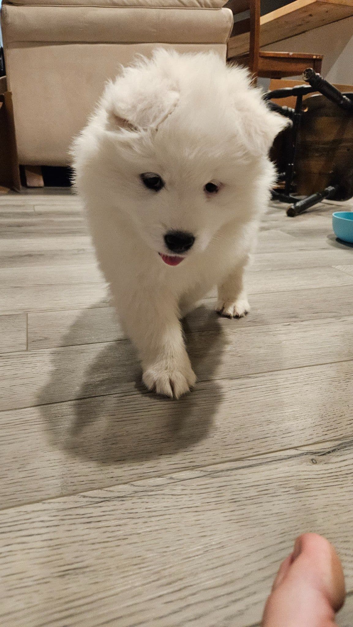 Samoyed Puppies breeder image 6