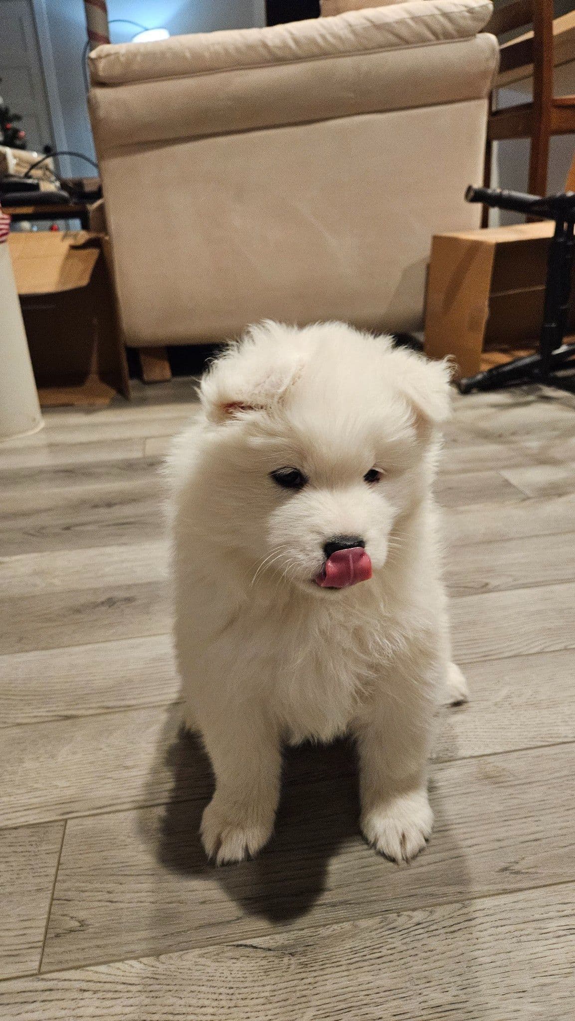 Samoyed Puppies breeder image 9
