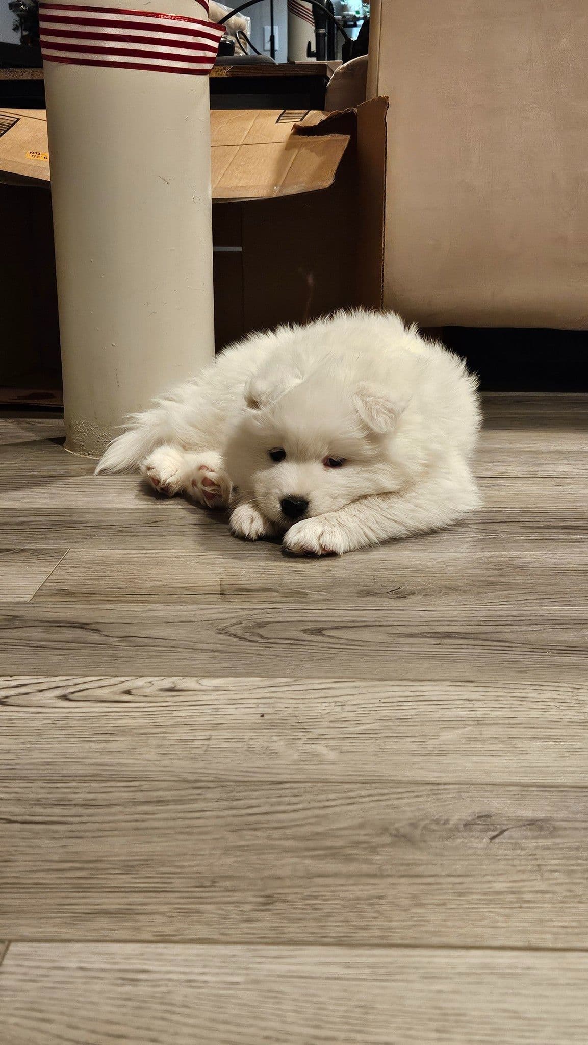 Samoyed Puppies breeder image 8