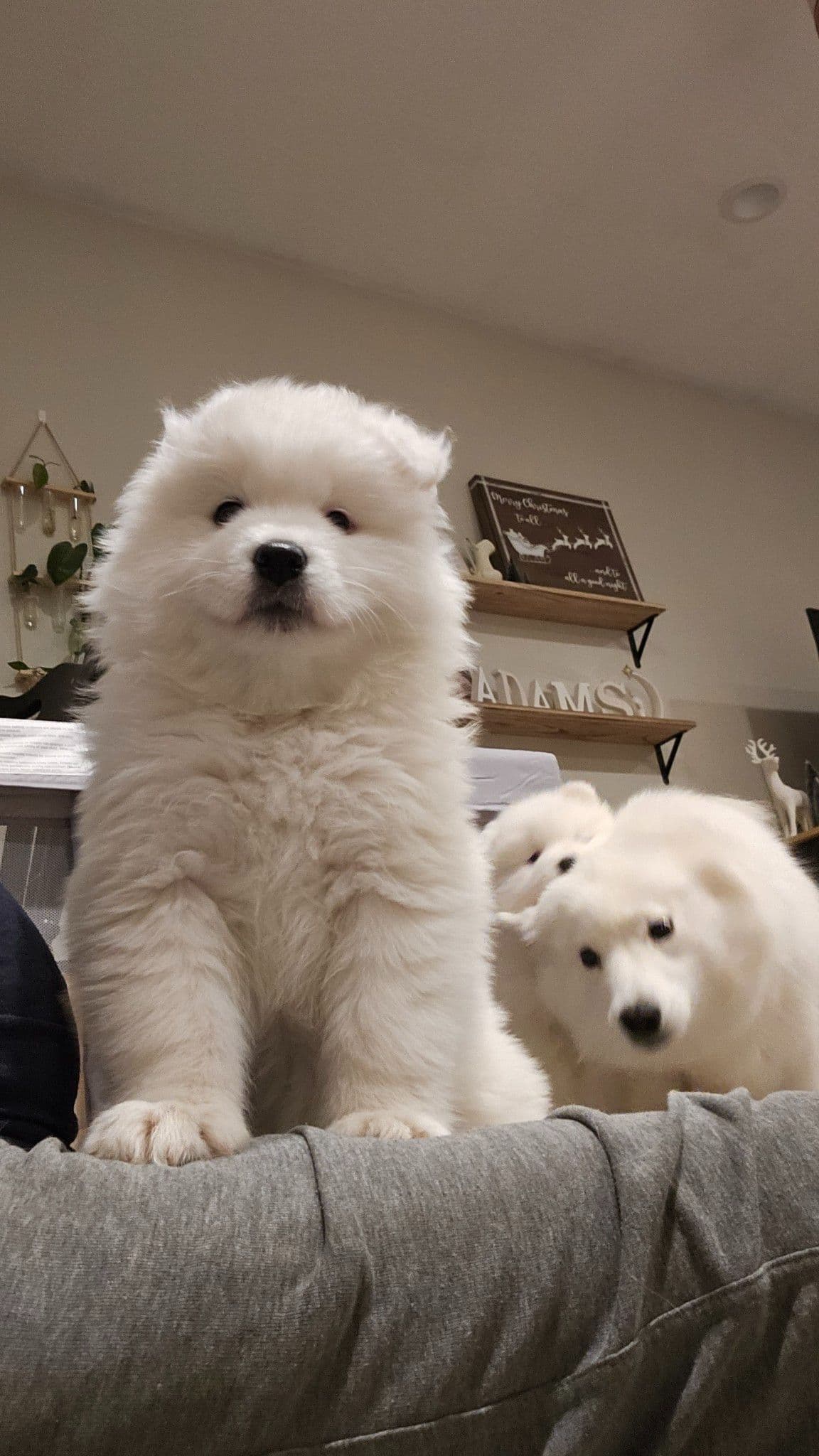 Samoyed Puppies breeder image 7