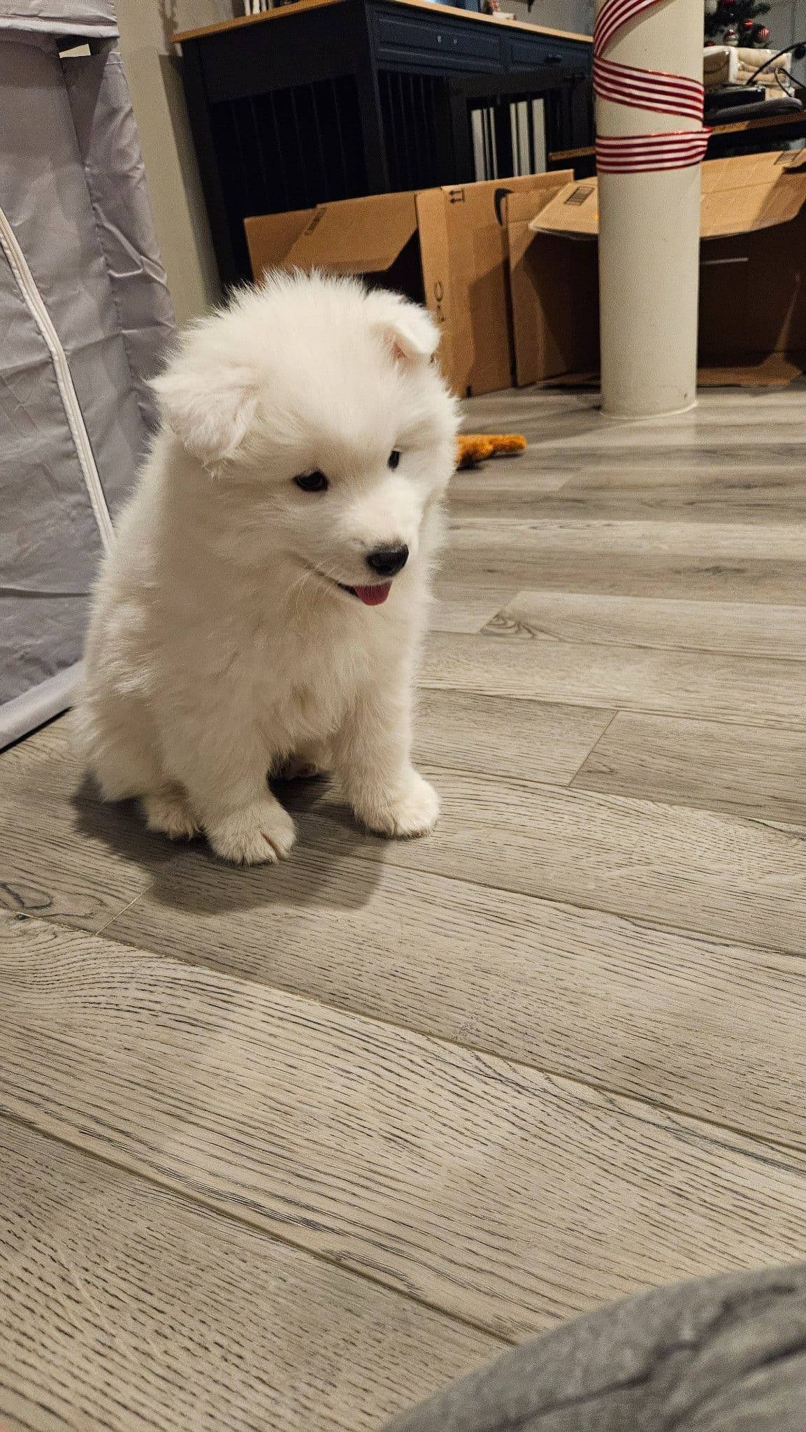 Samoyed Puppies breeder image 10