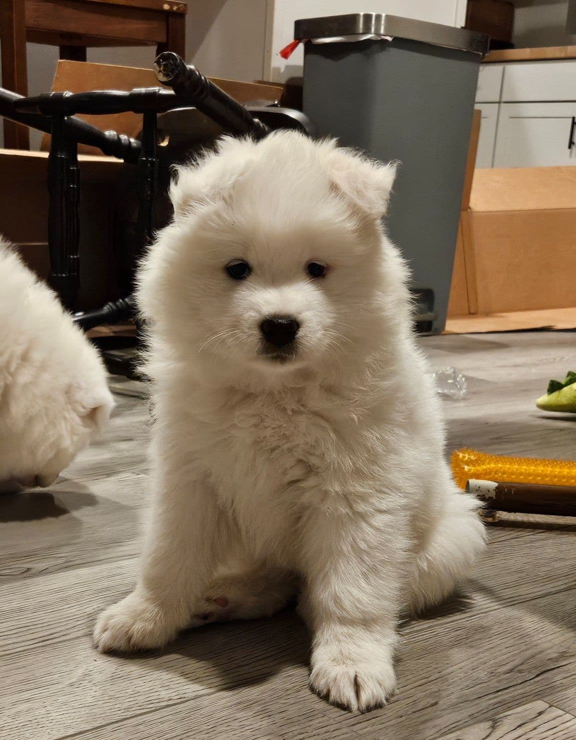Samoyed Puppies breeder image 1