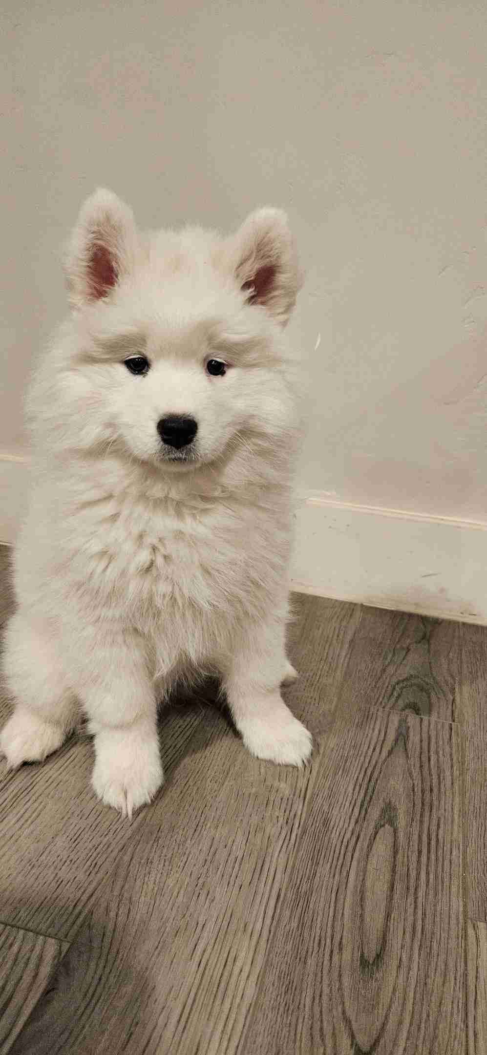 Samoyed Puppies breeder image 13