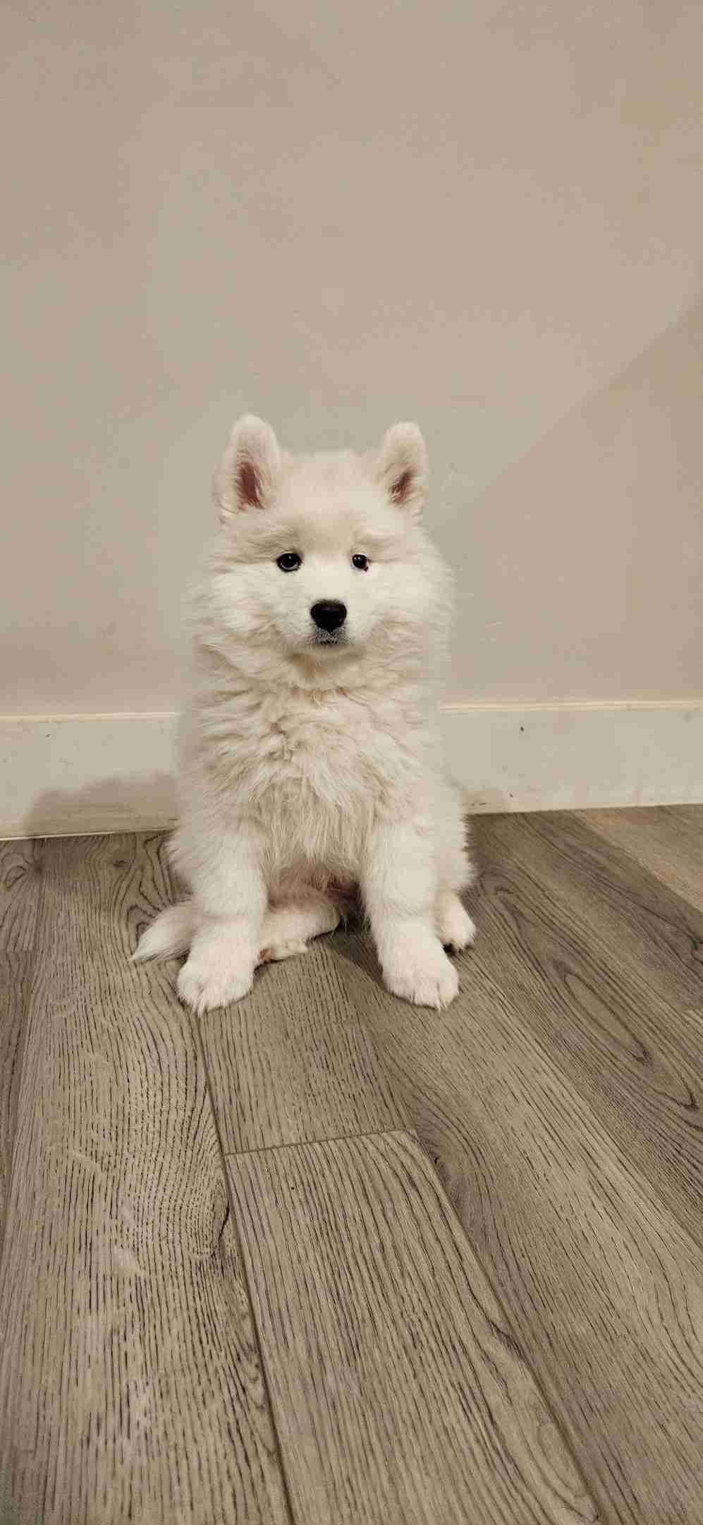 Samoyed Puppies breeder image 12
