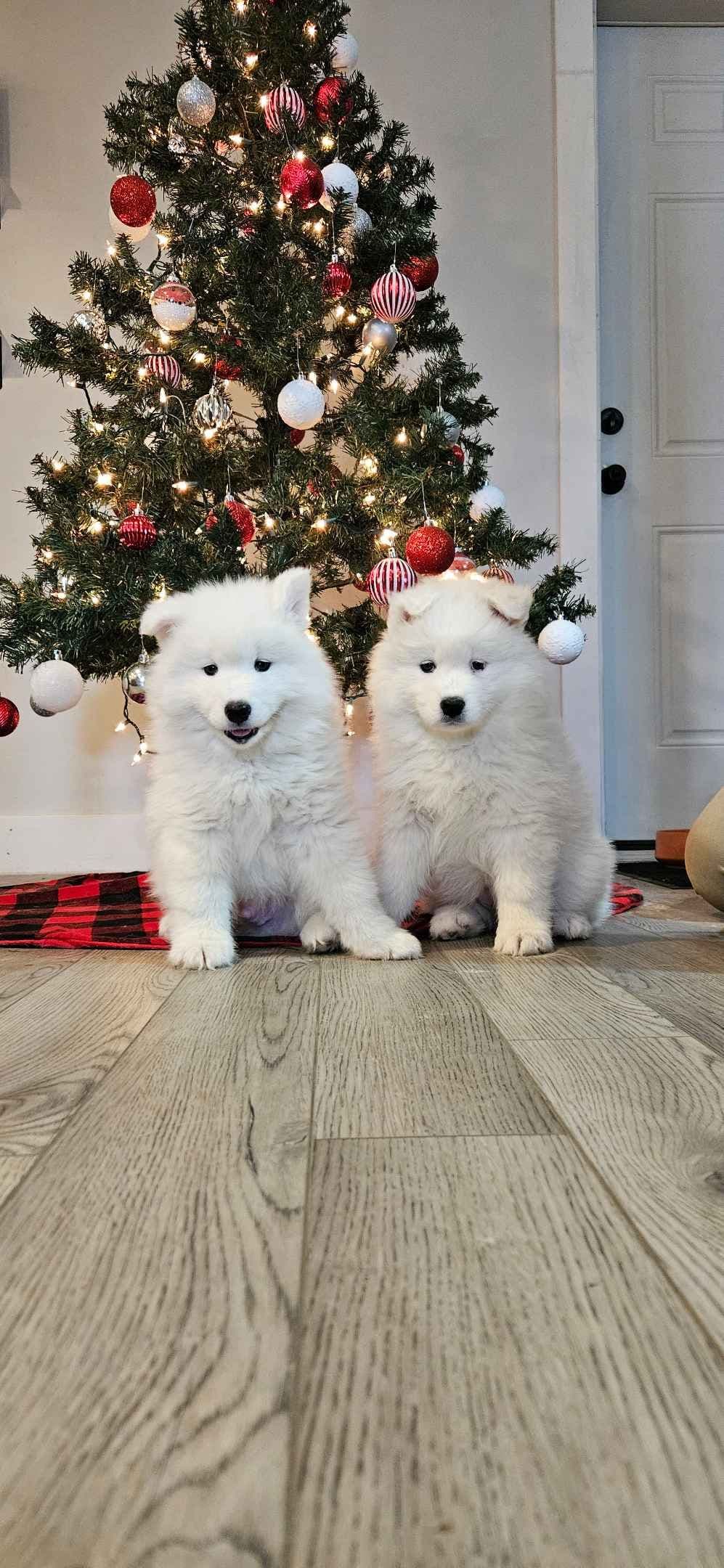 Samoyed Puppies breeder image 16
