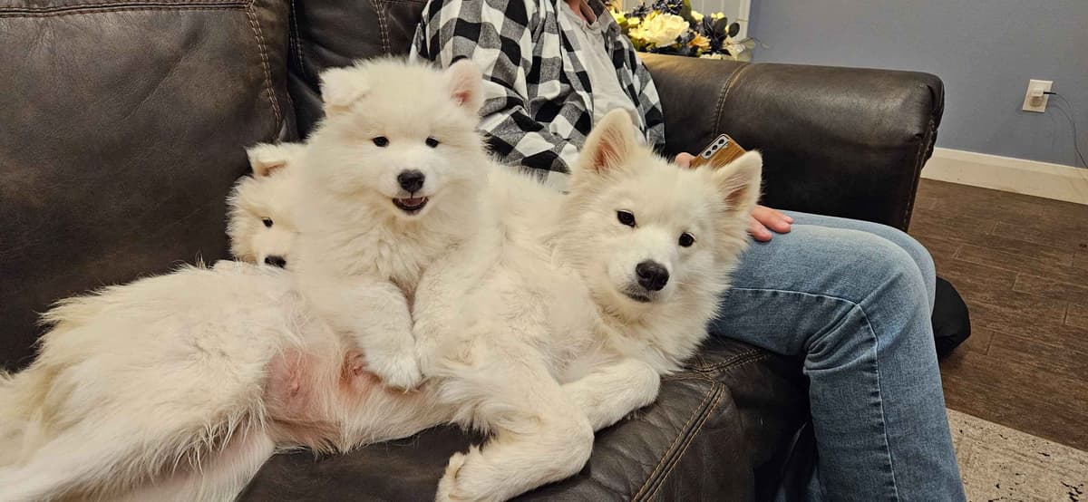 Samoyed Puppies breeder image 15