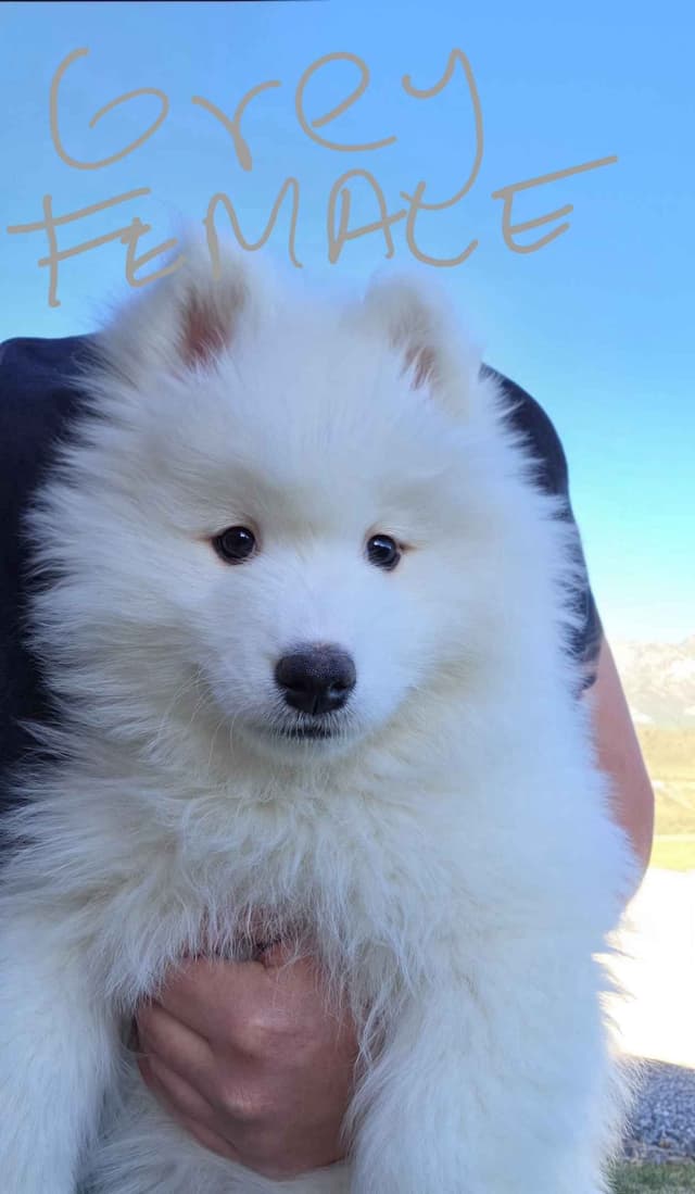 Samoyed Puppies media 4