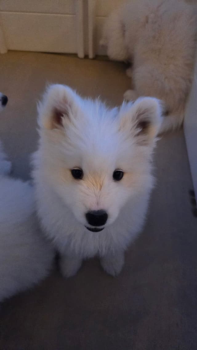 Samoyed Puppies media 6