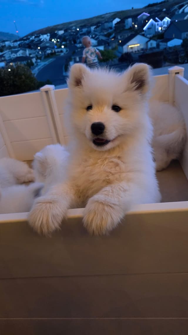 Samoyed Puppies media 3