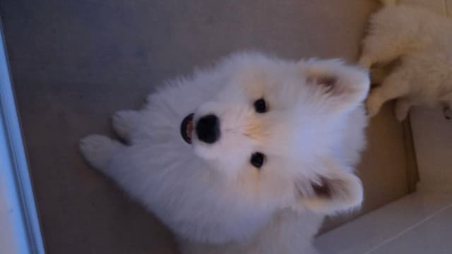 Samoyed Puppies media 5