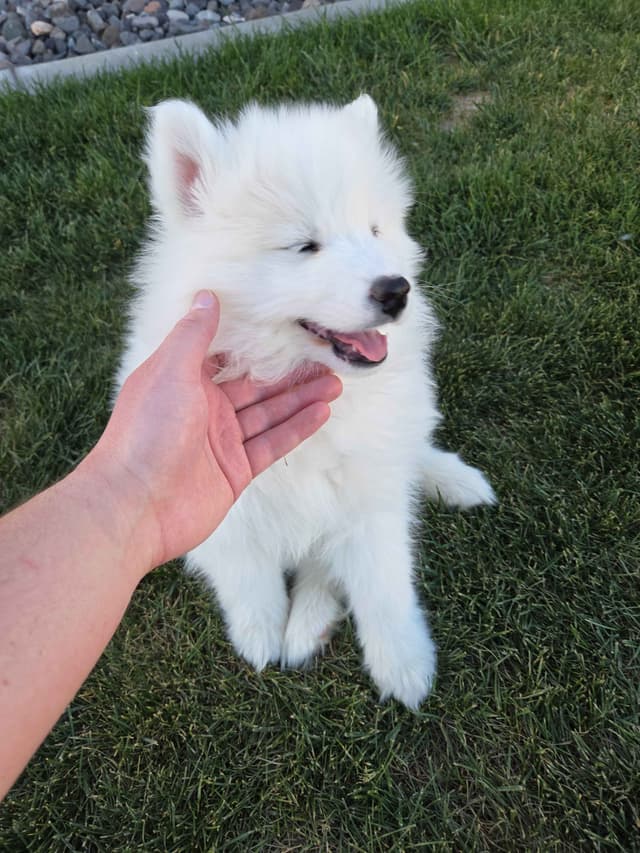 Samoyed Puppies media 10