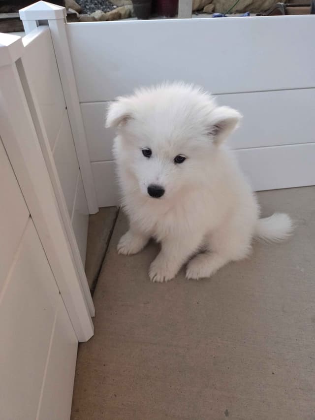 Samoyed Puppies media 11