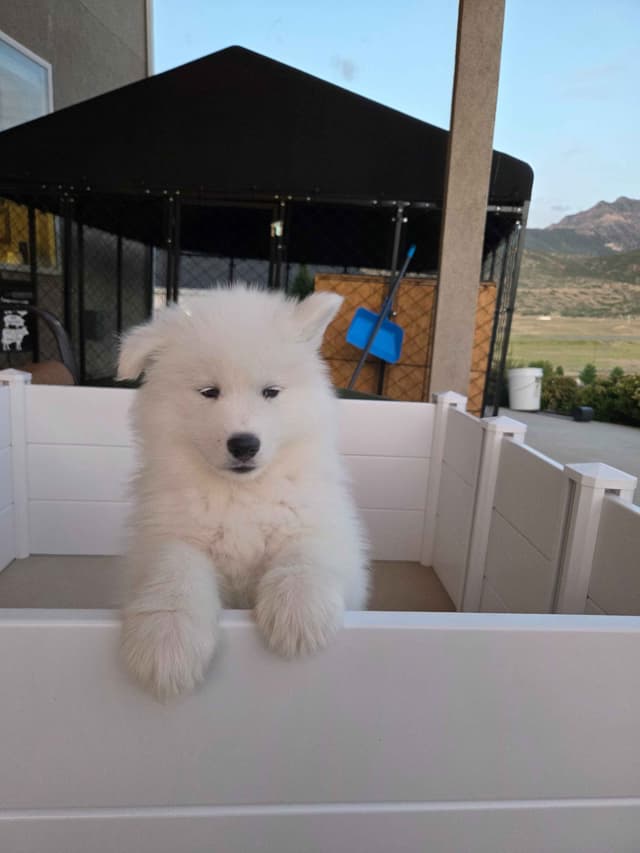 Samoyed Puppies media 13