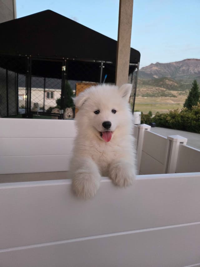 Samoyed Puppies media 14