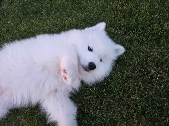 Samoyed Puppies media 15