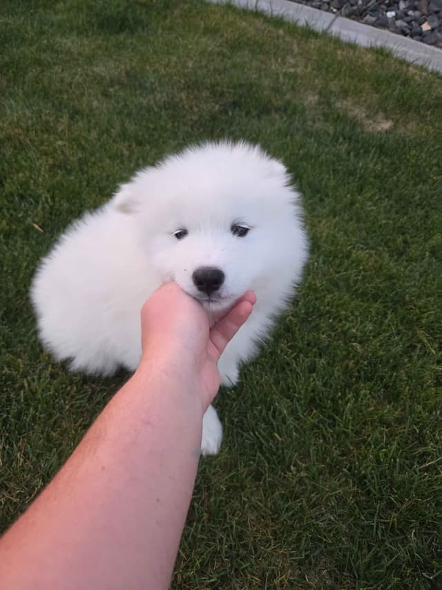 Samoyed Puppies media 16