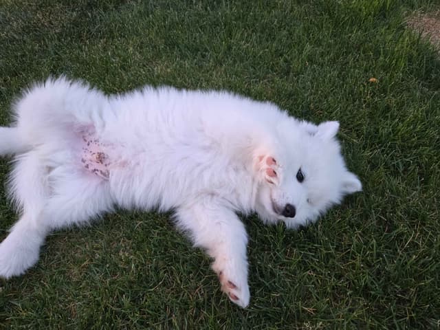 Samoyed Puppies media 19