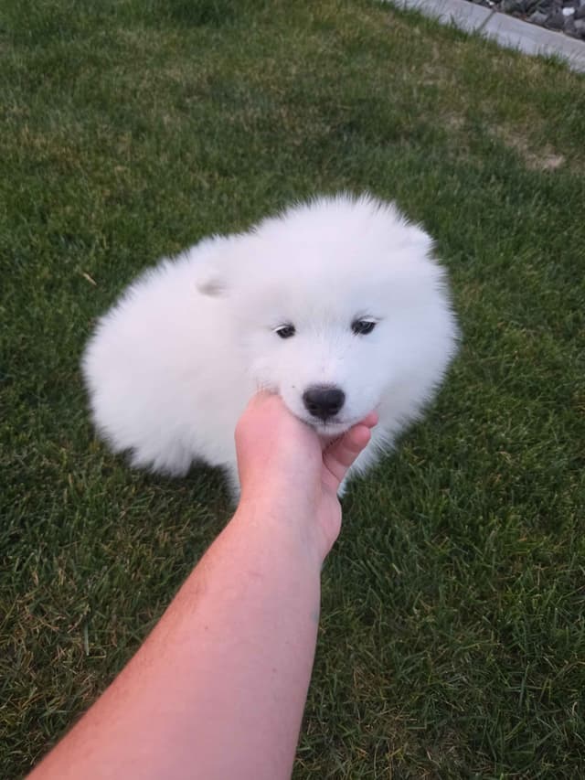 Samoyed Puppies media 20