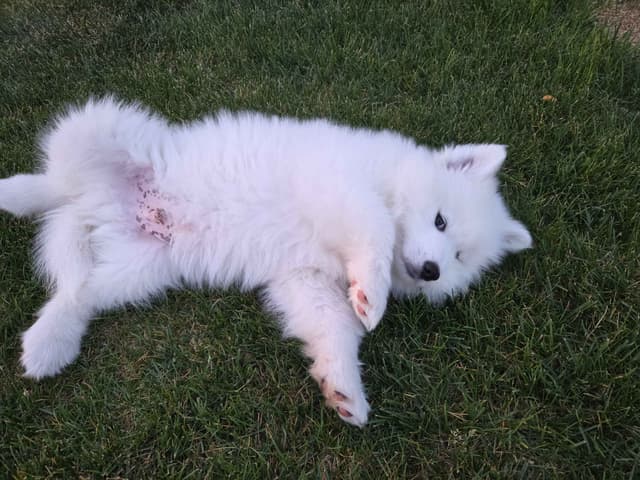 Samoyed Puppies media 18
