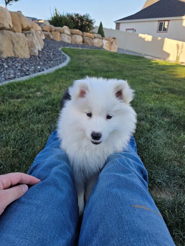 Samoyed Puppies media 22